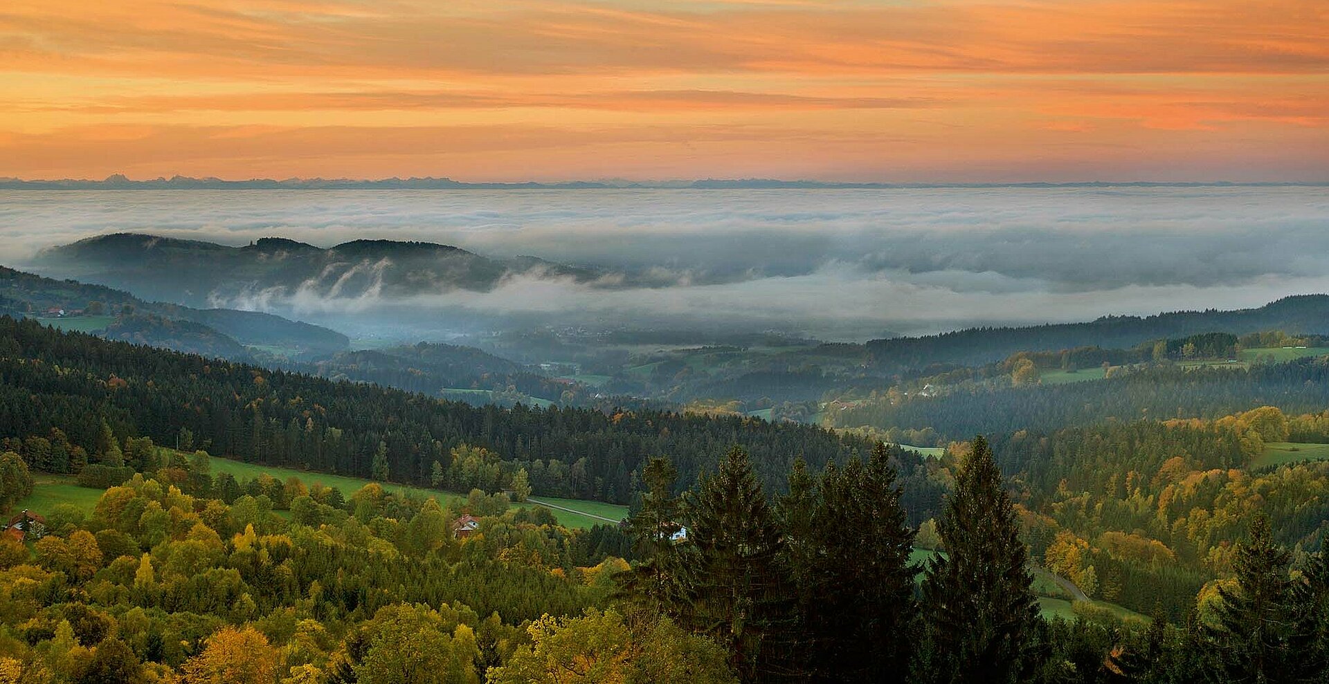 Herbstlicher Wald im Vordergrund, dahinter ragen einige Hügel aus dem Nebelmeer. Im Hintergrund die Alpenkette.
