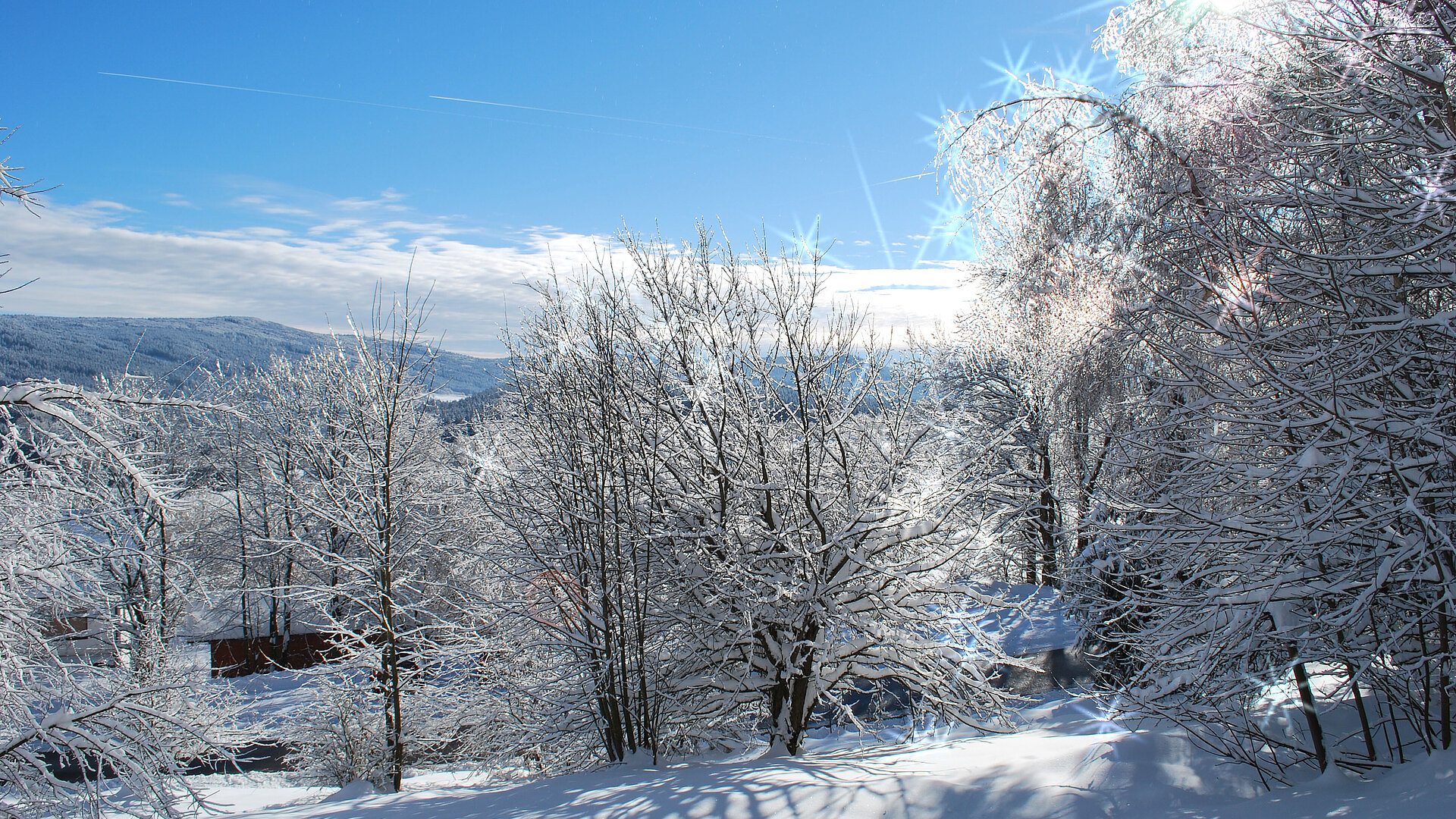 Schneebedeckte Sträucher glitzern und funkeln im Sonnenlicht. Dahinter Wald, eine kleine Wolkenschicht und darüber ein strahlender, hellblauer Himmel.