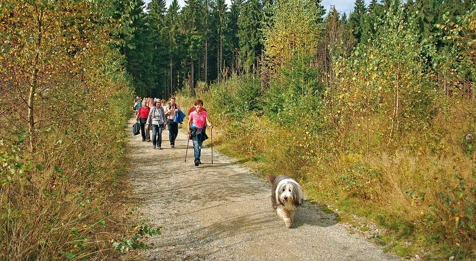 Eine größere Gruppe, angeführt von einem Hund mit grau-weißem Fell, auf stimmungsvoller Herbstwanderung