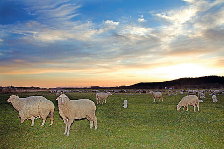Eine Schafherde weidet im Sonnenuntergang auf einer Wiese