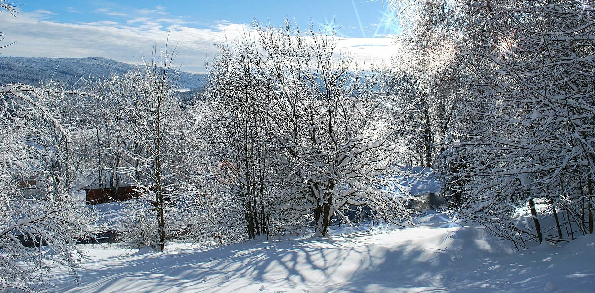 Schneebedeckte Sträucher glitzern und funkeln im Sonnenlicht. Dahinter Wald, eine kleine Wolkenschicht und darüber ein strahlender, hellblauer Himmel.