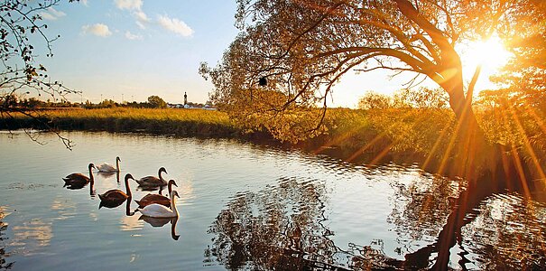 Sieben Schwäne schwimmen friedlich vor der untergehenden Sonne im Weiher. Ein Baum spiegelt sich im Wasser. Im Hintergrund eine kleine Ortschaft mit Kirche.
