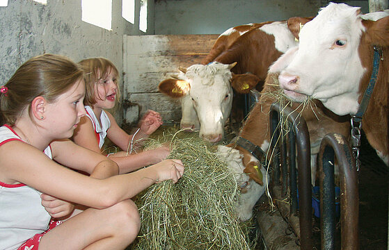 Zwei Mädchen füttern im Stall vier Kühe mit Heu