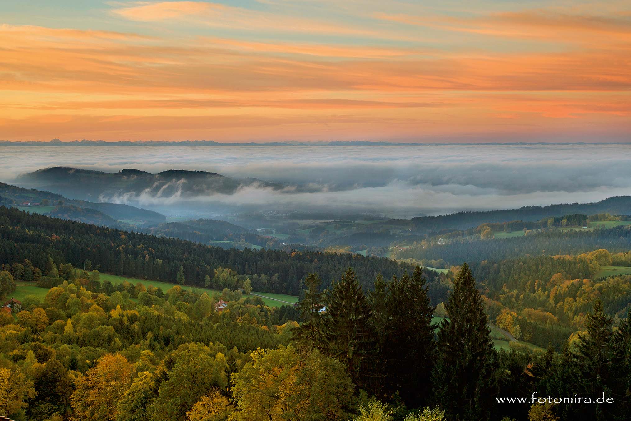 Herbstlicher Wald im Vordergrund, dahinter ragen einige Hügel aus dem Nebelmeer. Im Hintergrund die Alpenkette.